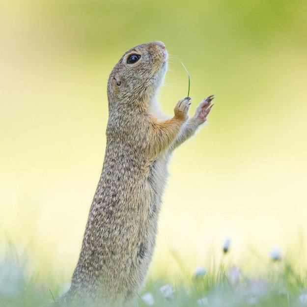 Choir - Squirrel conducting