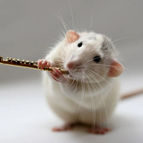 Flute - Mouse playing the flute